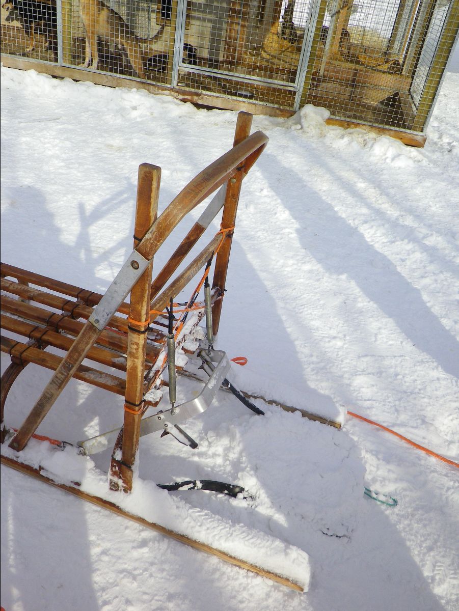 Dogs sledge61